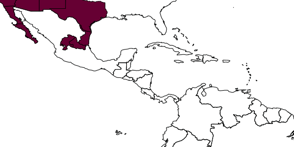 map of Tachysphex apricus     Pulawski, 1982